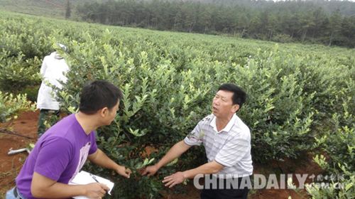 江西蓝晶有机农业开发总经理刘兰香(右)介绍蓝莓种植技术