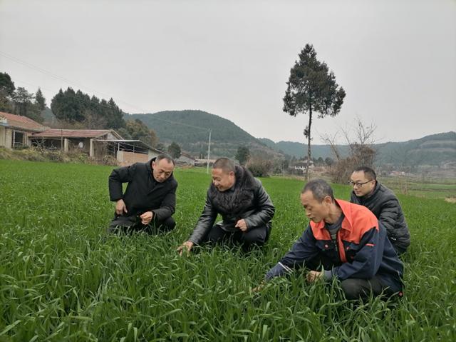 梓潼县农业科技人员深入小麦大田,向农民朋友送技术,讲知识,现场把脉